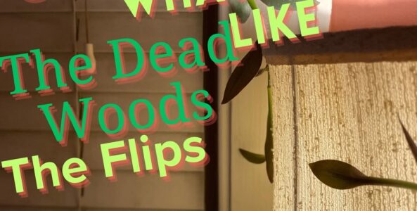 COURTESY, WHAT IT FELT LIKE, THE DEAD WOODS, THE FLIPS